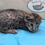 Bronze-male-kitten-mau-a
