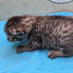 Bronze-male-kitten-mau-b