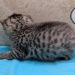 Bronze-male-kitten-mau-c