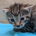 Bronze-male-kitten-mau-d