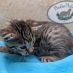 Bronze-male-kitten-mau-e