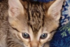 Milo Egyptian Mau Bronze Male #1 DOB 3-24-21