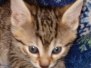 Milo Egyptian Mau Bronze Male #1 DOB 3-24-21