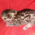 Egyptian Mau bronze male DOB 3-24-21