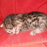 Egyptian Mau bronze male DOB 3-24-21
