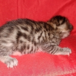 Egyptian Mau bronze male DOB 3-24-21