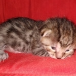 Egyptian Mau bronze male DOB 3-24-21