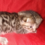 Egyptian Mau bronze male DOB 3-24-21