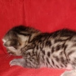 Egyptian Mau bronze male DOB 3-24-21