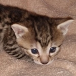 Egyptian Mau bronze male DOB 3-24-21