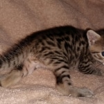Egyptian Mau bronze male DOB 3-24-21