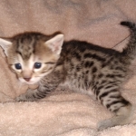 Egyptian Mau bronze male DOB 3-24-21