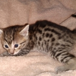 Egyptian Mau bronze male DOB 3-24-21