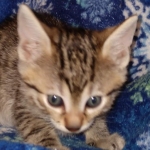 Egyptian Mau bronze male DOB 3-24-21