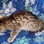 Egyptian Mau bronze male DOB 3-24-21