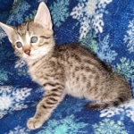 Egyptian Mau bronze male DOB 3-24-21