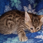 Egyptian Mau bronze male DOB 3-24-21