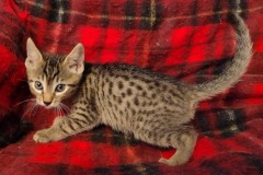 Cappuccino Egyptian Mau Bronze Male #1 DOB 5-11-21