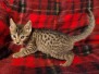 Cappuccino Egyptian Mau Bronze Male #1 DOB 5-11-21