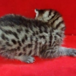 Mau, Bronze Male DOB 5-11-21