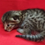 Mau, Bronze Male DOB 5-11-21