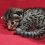 Mau, Bronze Male DOB 5-11-21