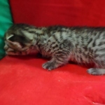 Mau, Bronze Male DOB 5-11-21