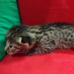 Mau, Bronze Male DOB 5-11-21