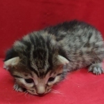 Mau, Bronze Male DOB 5-11-21