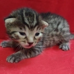 Mau, Bronze Male DOB 5-11-21