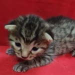 Mau, Bronze Male DOB 5-11-21