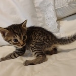 Cappuccino Mau, Bronze Male DOB 5-11-21