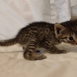 Cappuccino Mau, Bronze Male DOB 5-11-21