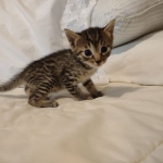 Cappuccino Mau, Bronze Male DOB 5-11-21