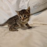 Cappuccino Mau, Bronze Male DOB 5-11-21