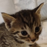 Cappuccino Mau, Bronze Male DOB 5-11-21