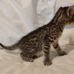 Cappuccino Mau, Bronze Male DOB 5-11-21