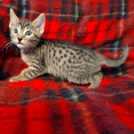 Cappuccino Mau, Bronze Male DOB 5-11-21