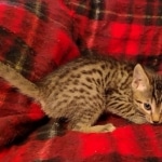 Cappuccino Mau, Bronze Male DOB 5-11-21