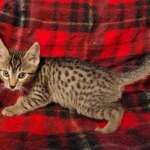 Cappuccino Mau, Bronze Male DOB 5-11-21