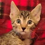 Cappuccino Mau, Bronze Male DOB 5-11-21