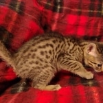 Cappuccino Mau, Bronze Male DOB 5-11-21