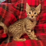 Cappuccino Mau, Bronze Male DOB 5-11-21