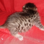 Mau, Bronze, Male DOB 2-25-19