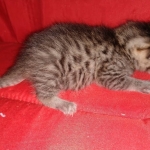 Mau, Bronze, Male DOB 2-25-19