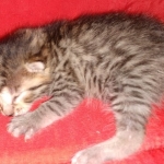 Mau, Bronze, Male DOB 2-25-19