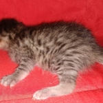 Mau, Bronze, Male DOB 2-25-19