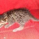 Mau, Bronze, Male DOB 2-25-19