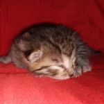 Mau, Bronze, Male DOB 2-25-19