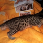 Mau, Bronze, Male DOB 2-25-19